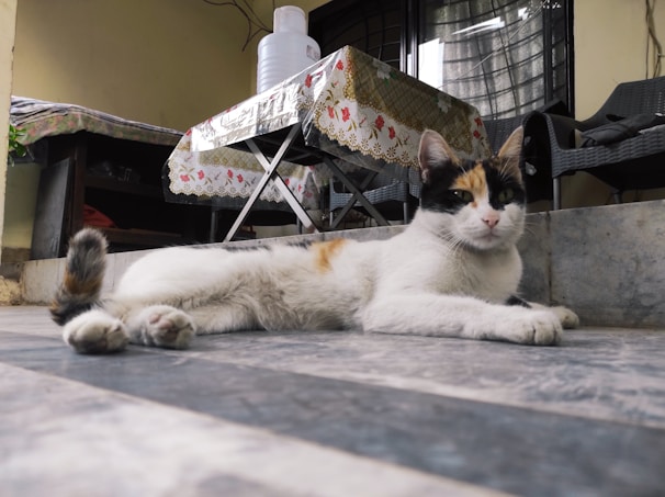 A calico cat is lying on a tiled floor, looking directly at the camera. The area seems to be a porch or patio with a table covered in a decorative tablecloth and a large white container on top. The background includes some wicker furniture and a window with drapes.
