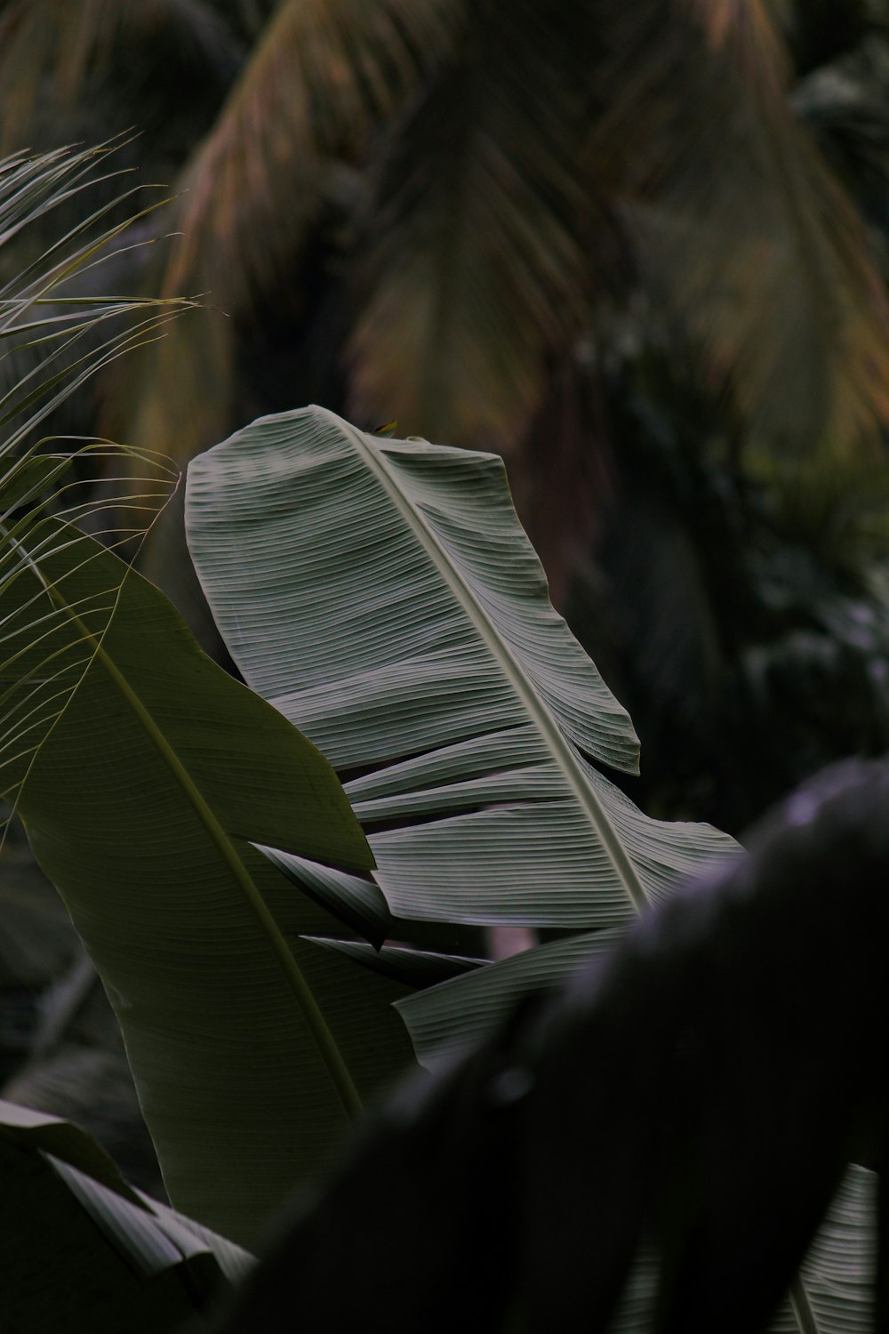 a close up of a woman's hair