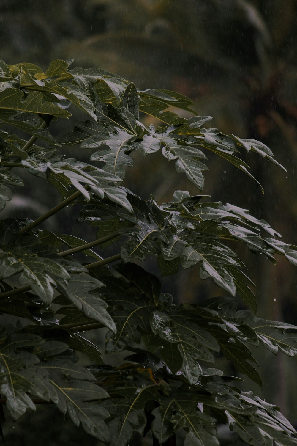 close-up of green leaves