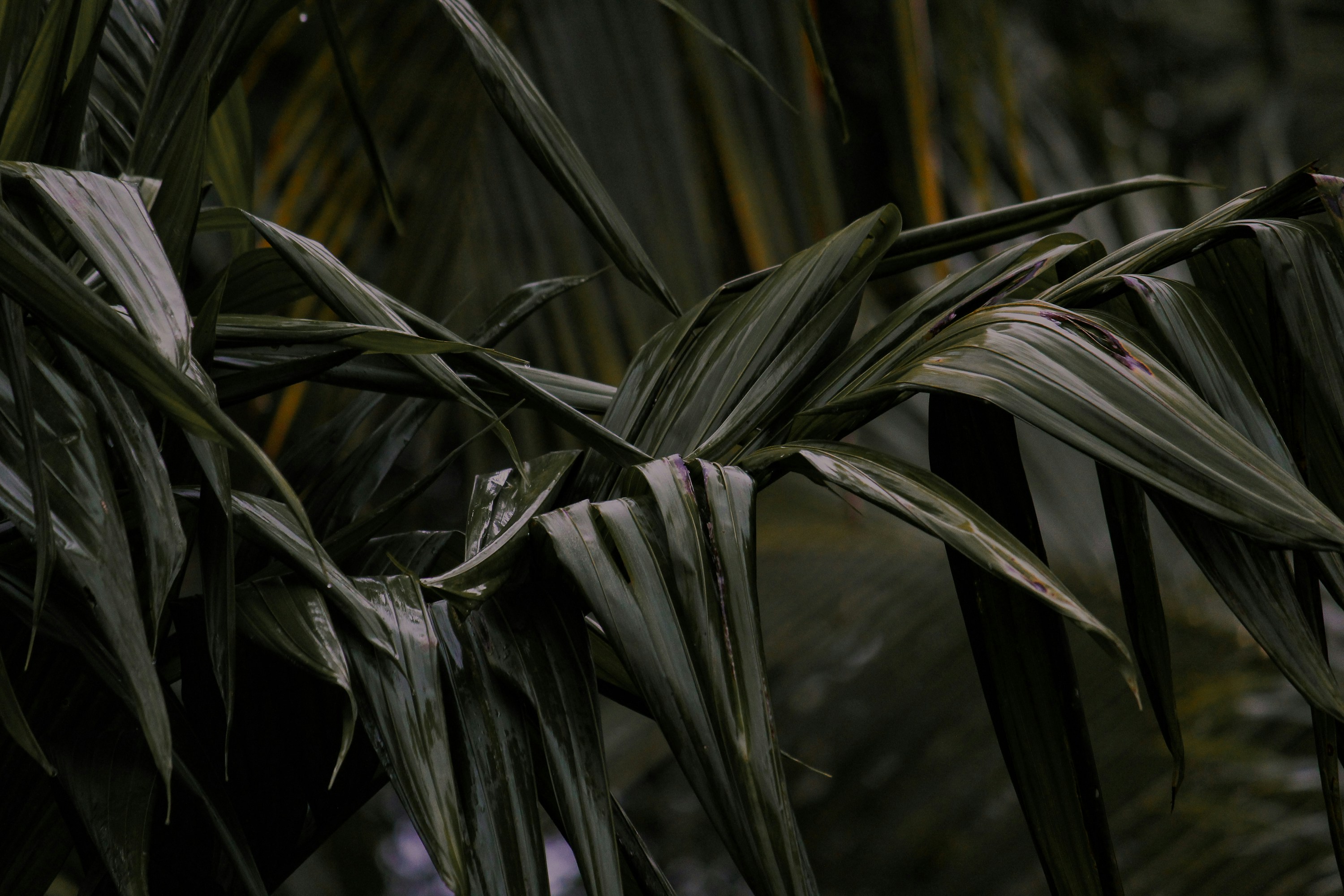 Photo by isuru18