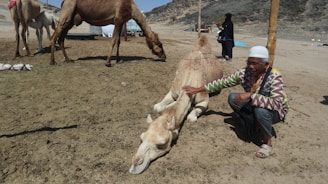 A person wearing a patterned shirt and white headwear is seen squatting beside a camel lying on the ground, gently touching it. In the background, there are additional camels standing on a sandy terrain with some sparse vegetation and rocky hills. A person in black clothing is visible in the distance.