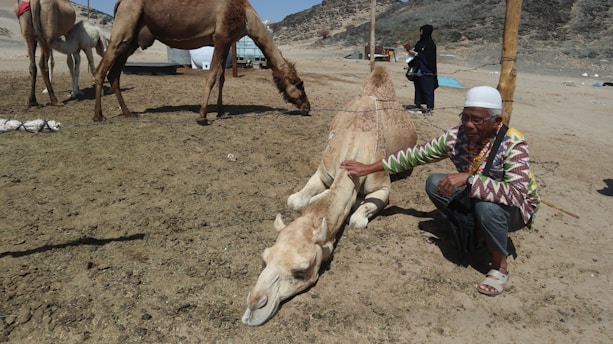 A person wearing a patterned shirt and white headwear is seen squatting beside a camel lying on the ground, gently touching it. In the background, there are additional camels standing on a sandy terrain with some sparse vegetation and rocky hills. A person in black clothing is visible in the distance.