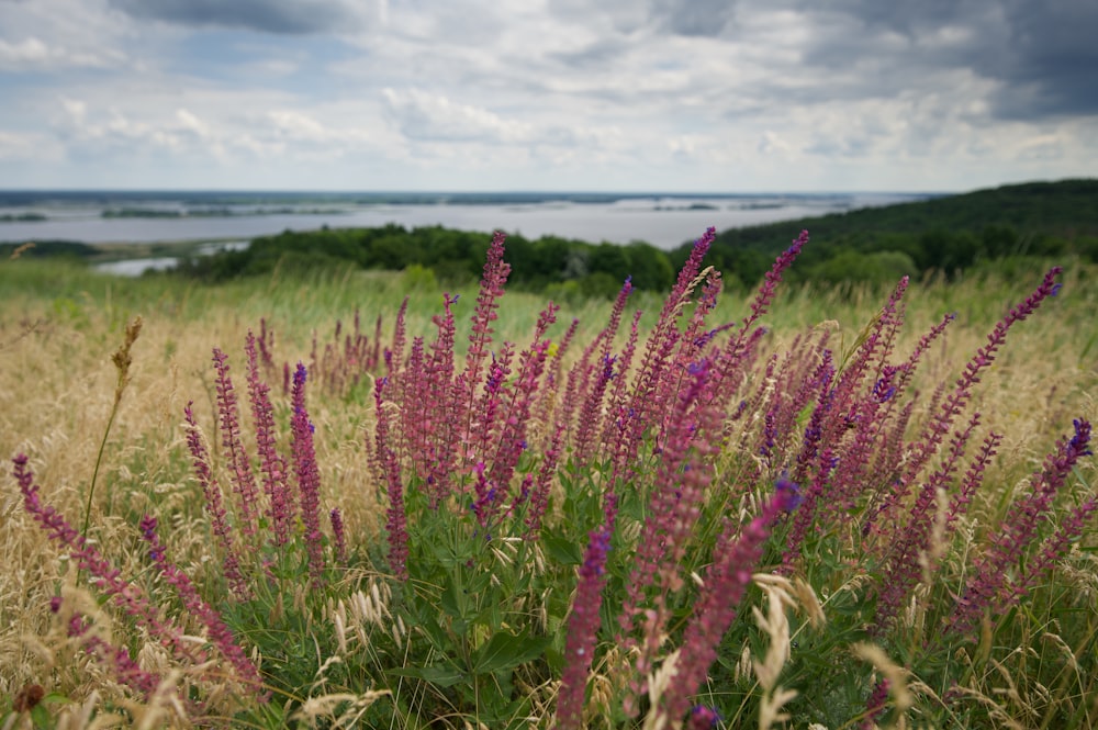 a field of purple flowers