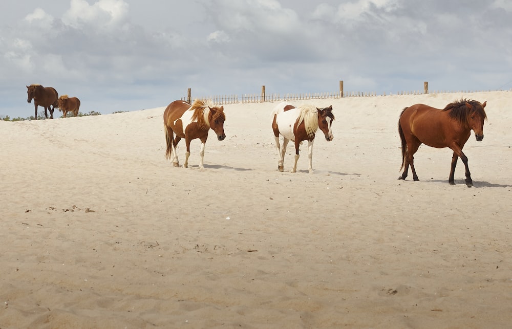 horses walking on sand
