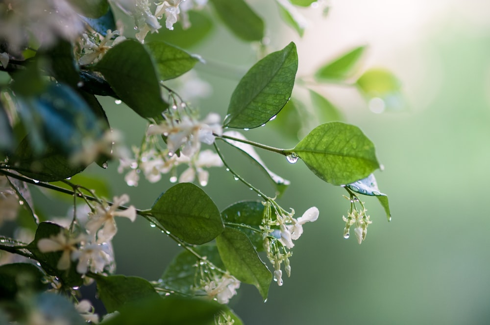 a close up of a plant with white flowers