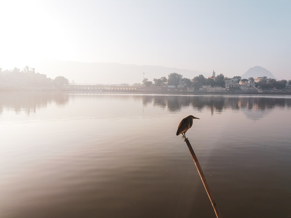 a bird on a stick in a body of water