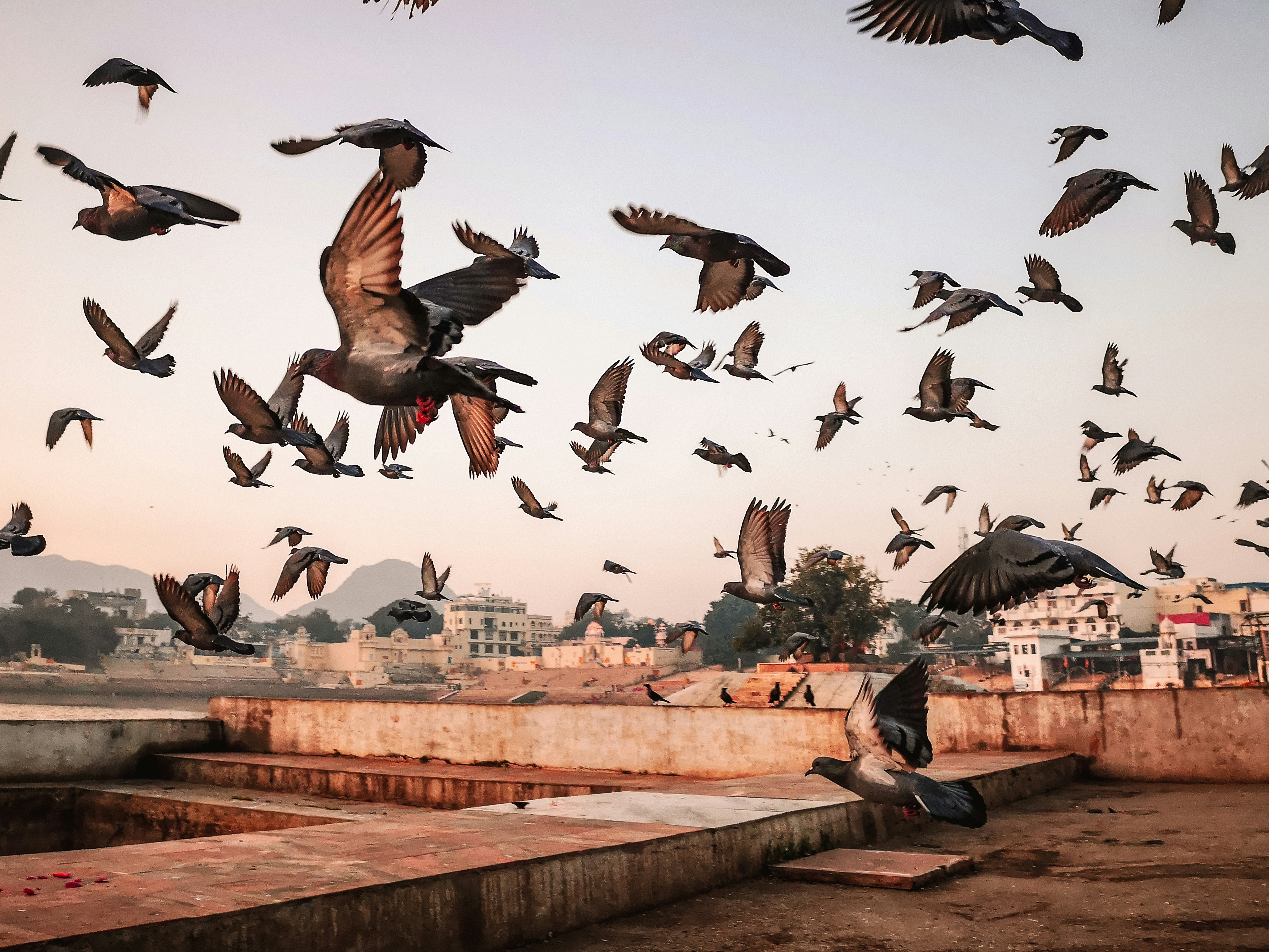 Pushkar