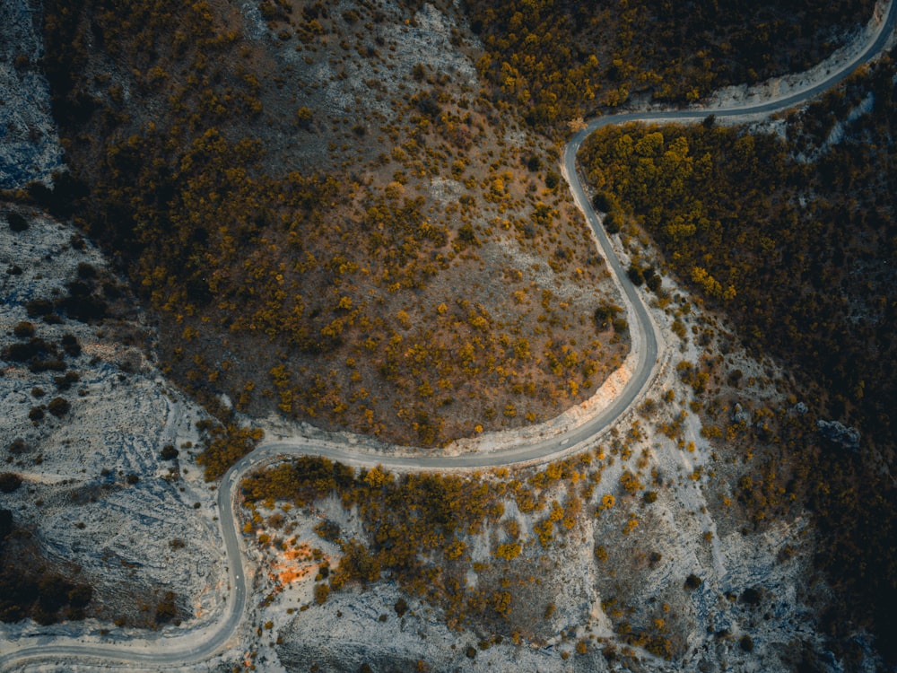 a snake slithering on a rock