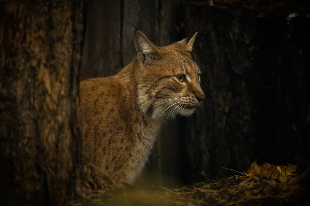 a wild cat in a cave