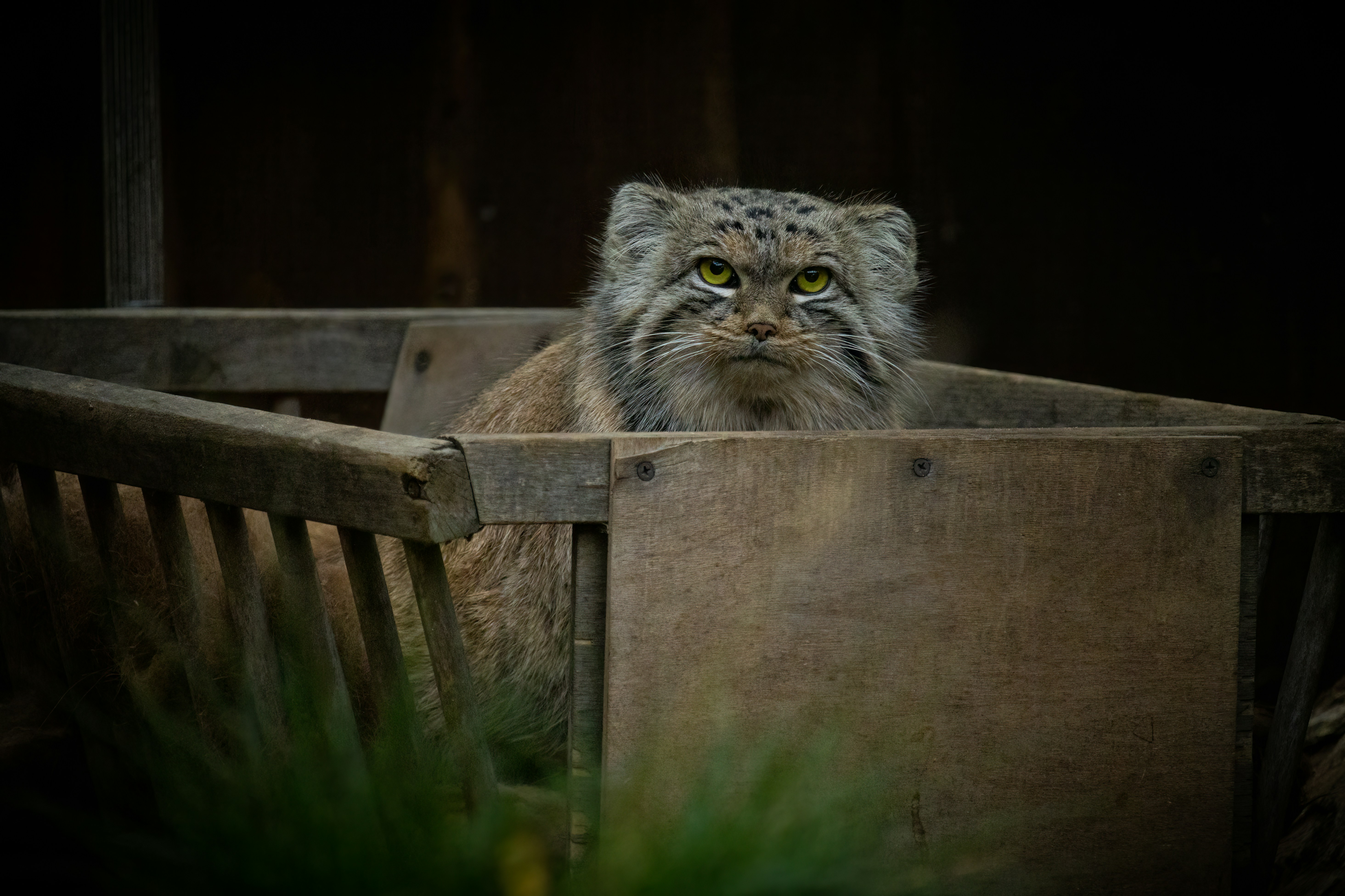 a cat sitting on a bench