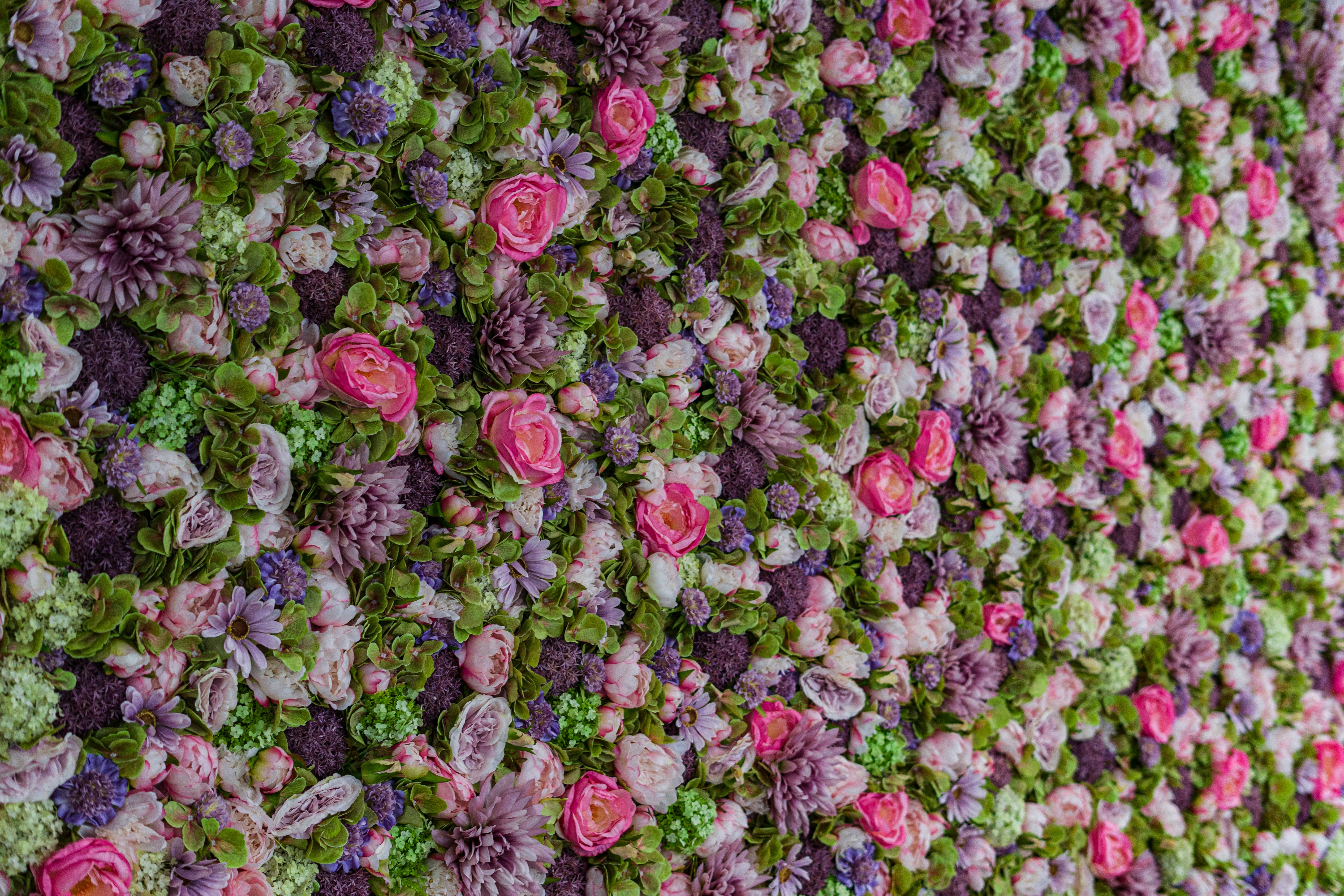 A large group of flowers photo – Free Flowers Image on Unsplash
