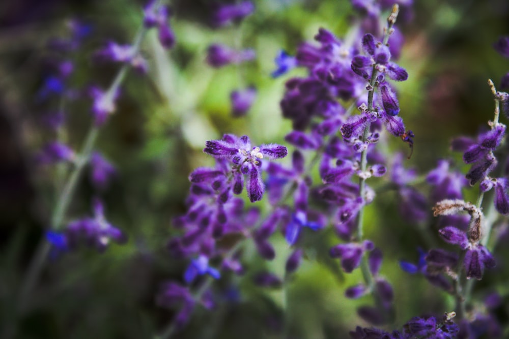 a close up of purple flowers