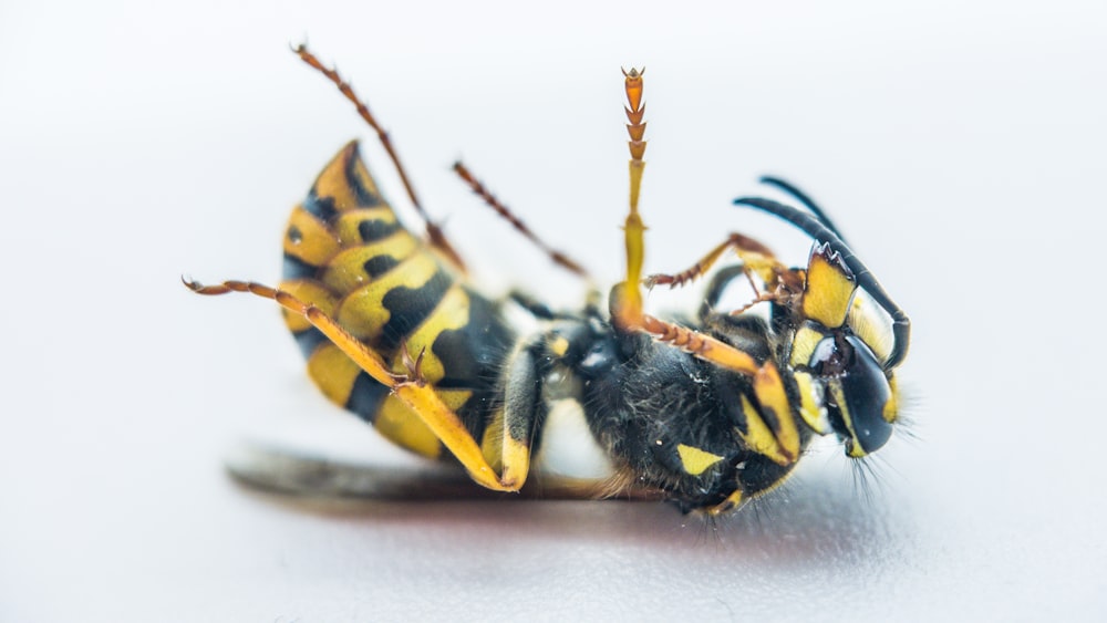 a close up of a bee