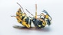 Pest logo