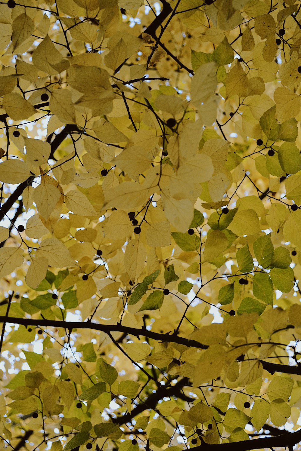 黄色い葉を持つ木