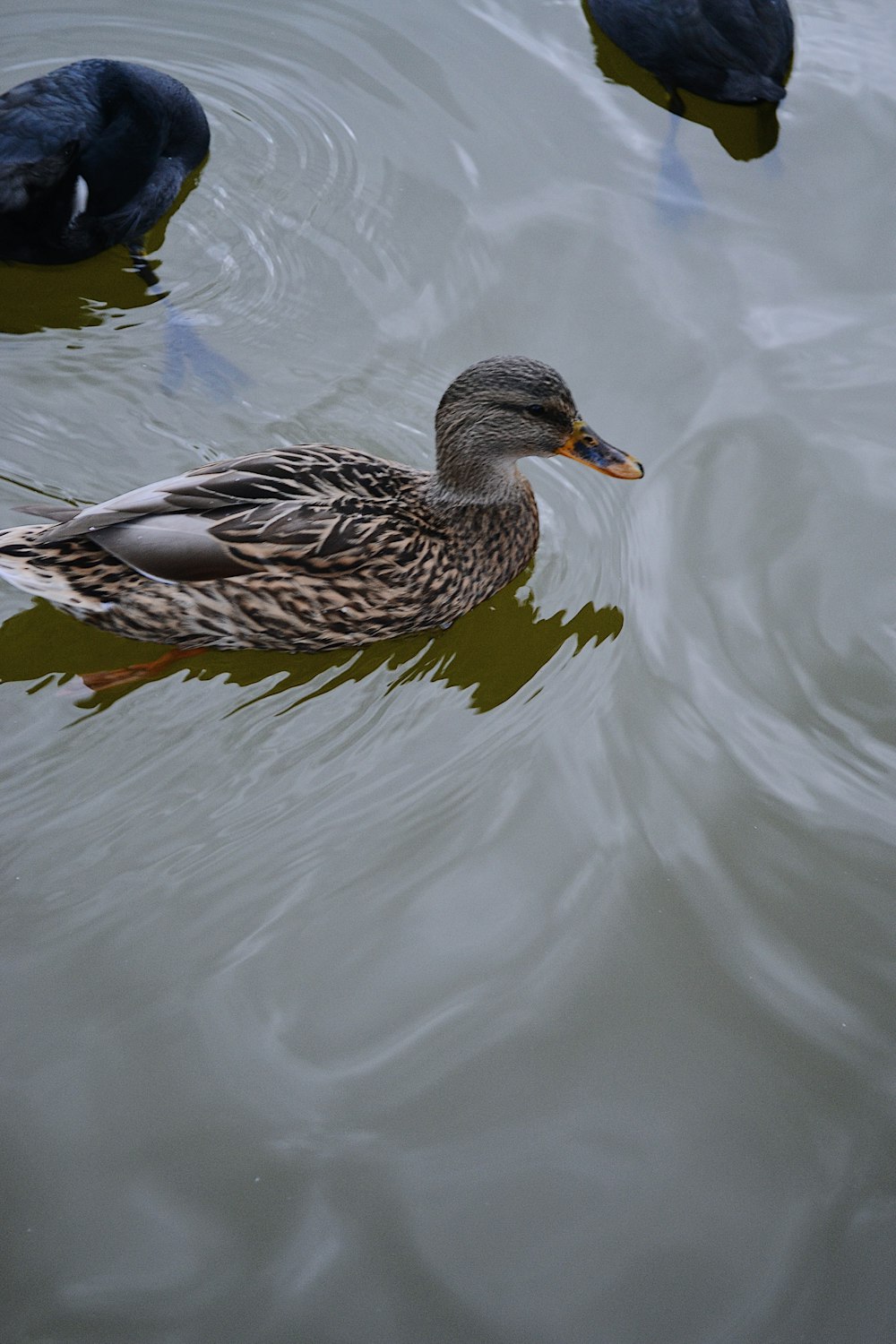 Un canard nageant dans l’eau