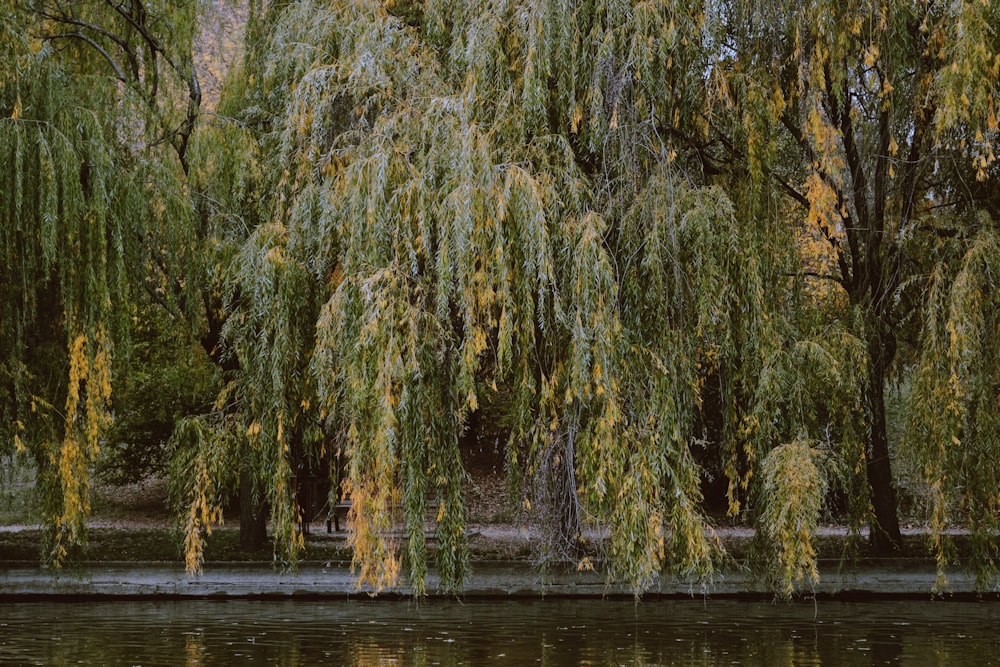 a body of water with trees around it