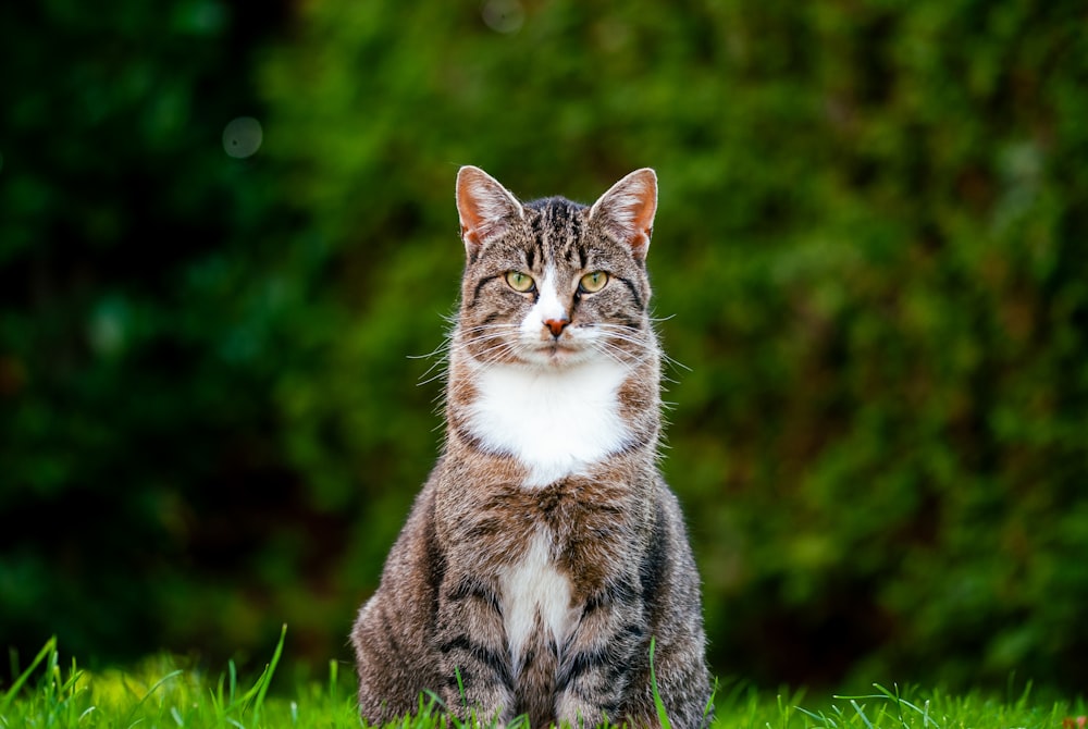 a cat sitting in the grass