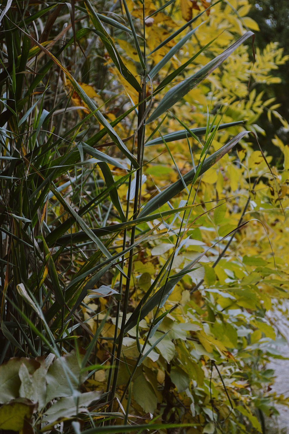 close-up of a plant