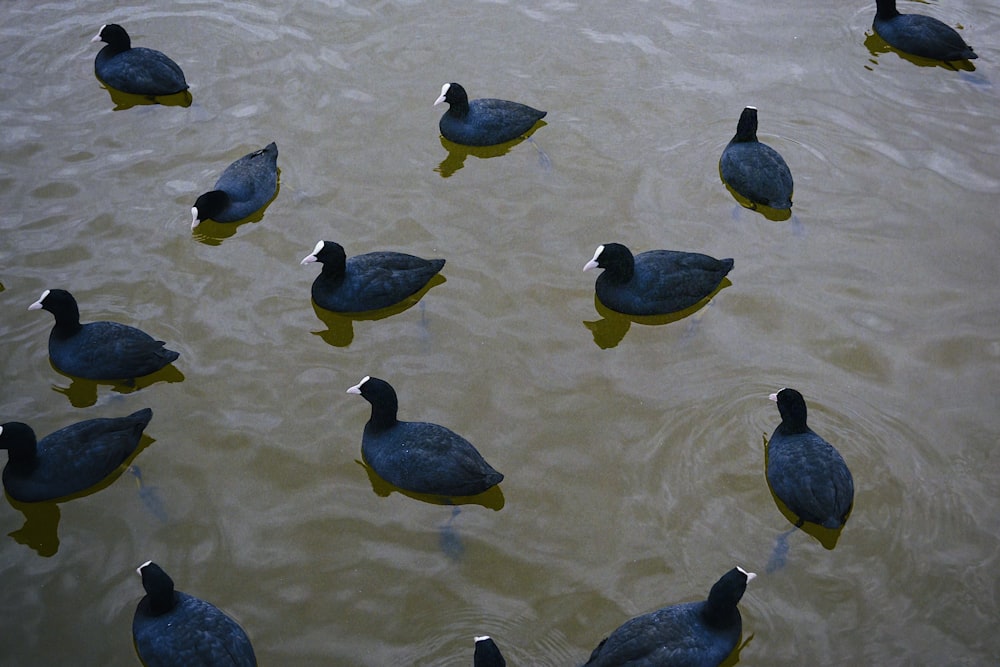um grupo de pássaros em uma praia