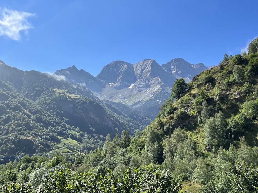 a landscape with trees and mountains in the back