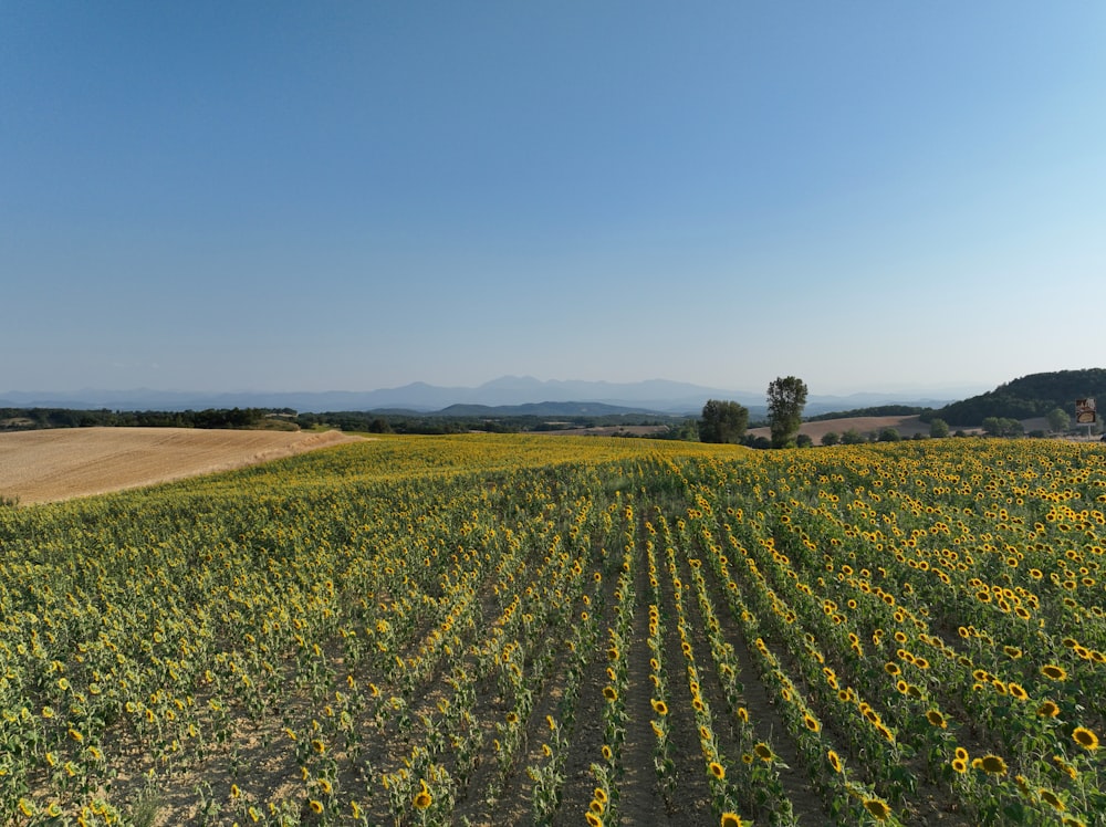 a field of yellow flowers