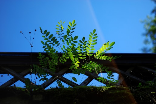 A vibrant green plant with delicate, elongated leaves is bathed in sunlight. It appears to grow through a wooden lattice structure that is partially covered with moss. The background captures a bright blue sky, enhancing the vividness of the foliage.