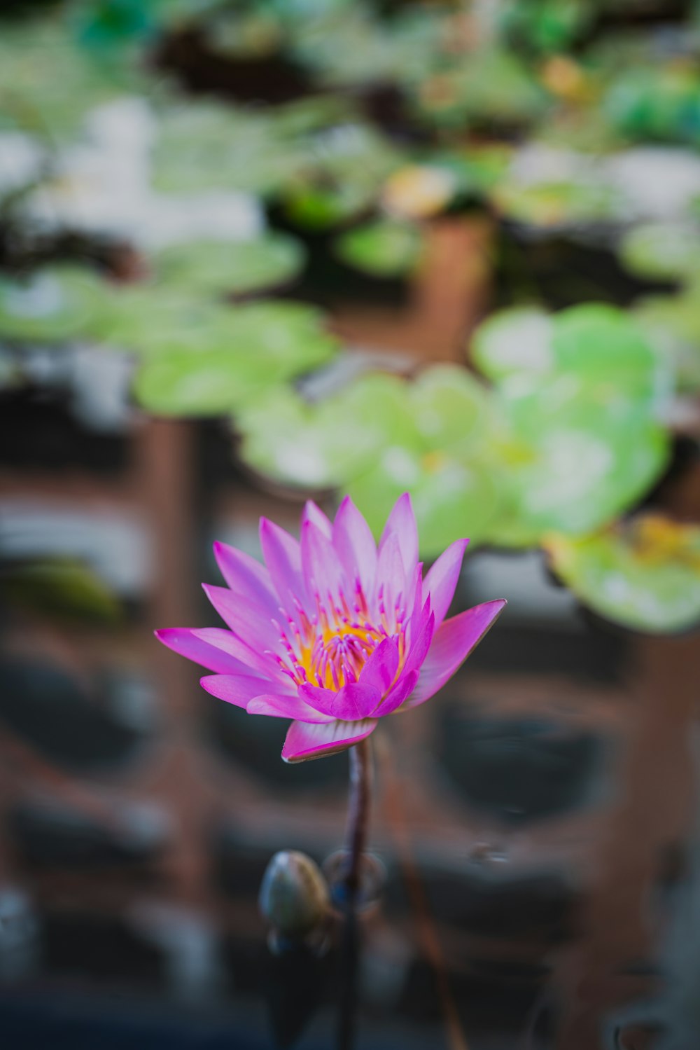 a pink flower with yellow center