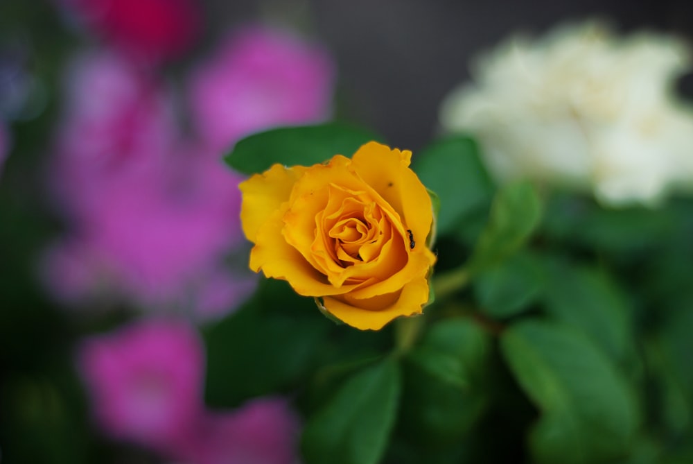 a yellow rose with green leaves
