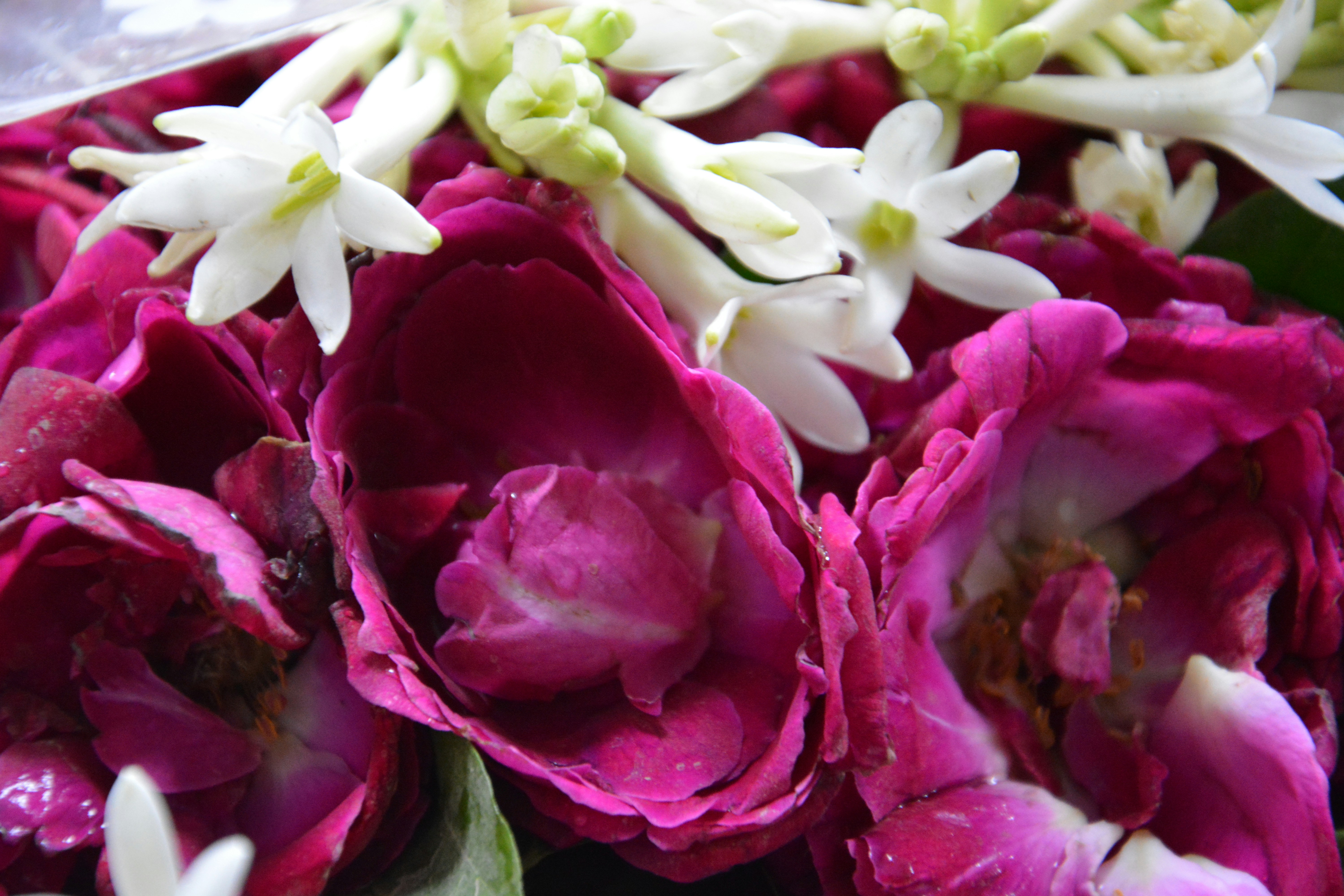 Photo credit by Mirza Hafeez Aoj