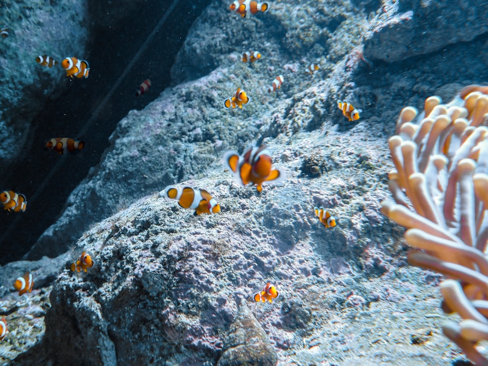a group of orange and white fish swimming in the water