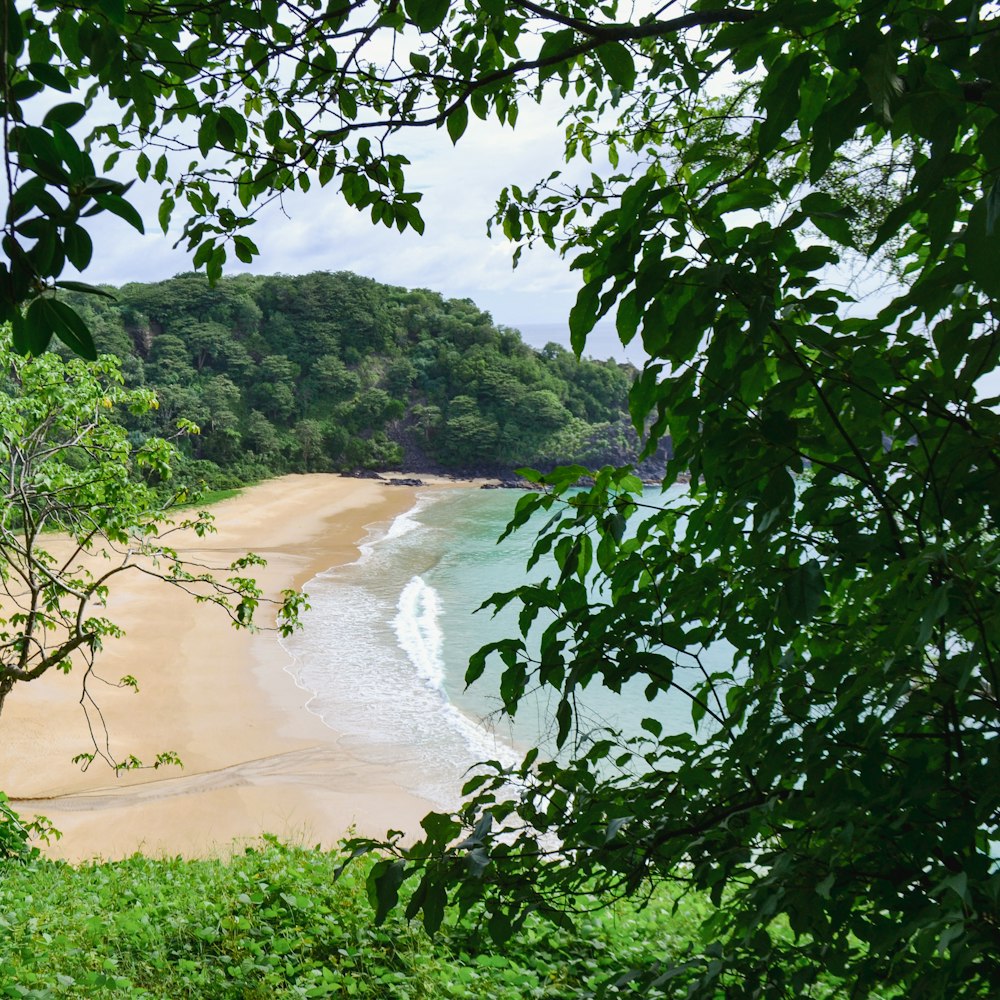a beach with trees and a body of water