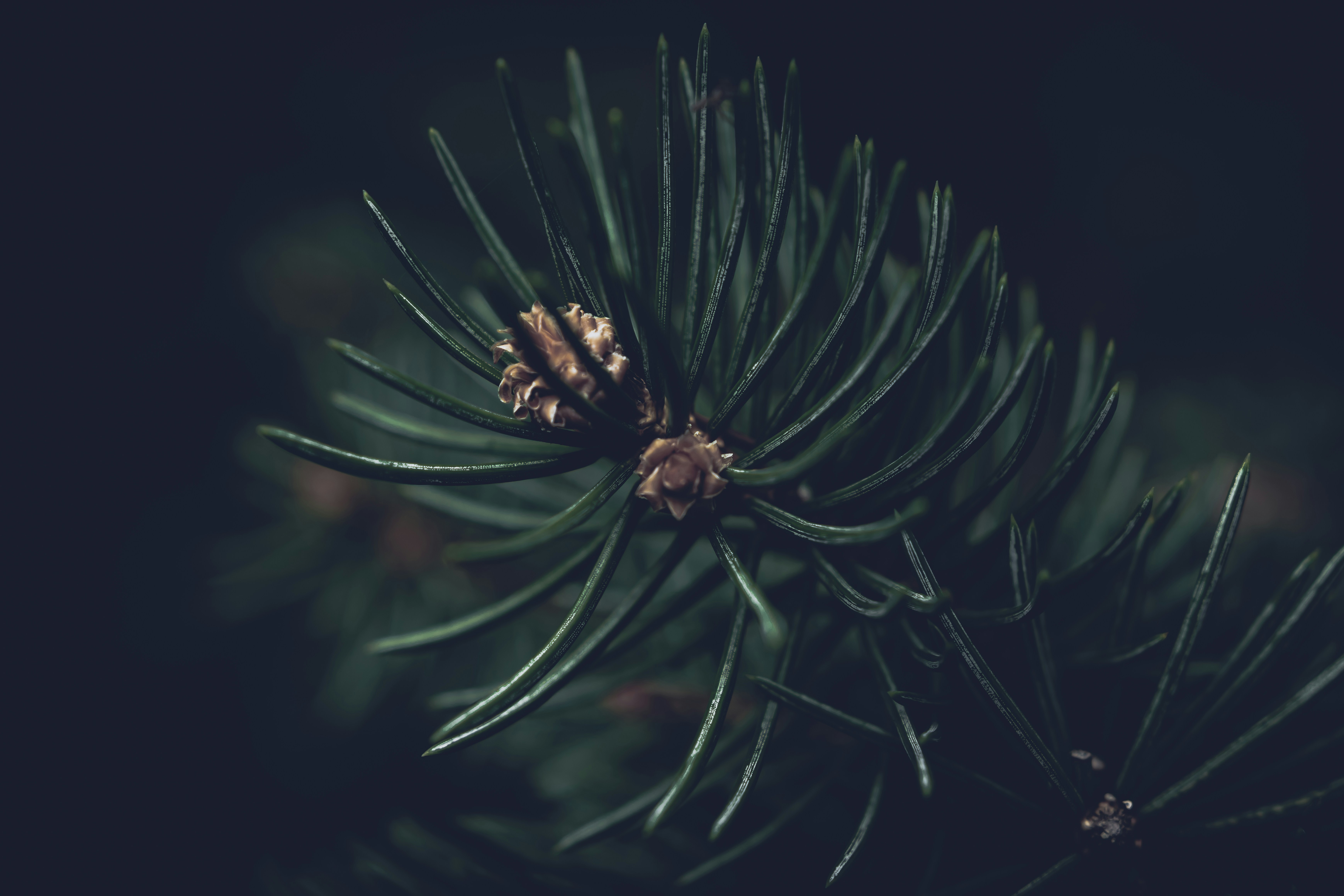 Un primer plano de una planta