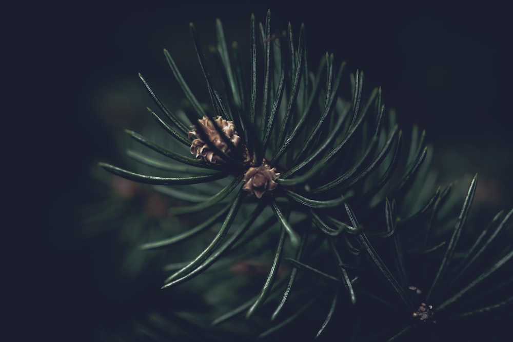 a close up of a plant