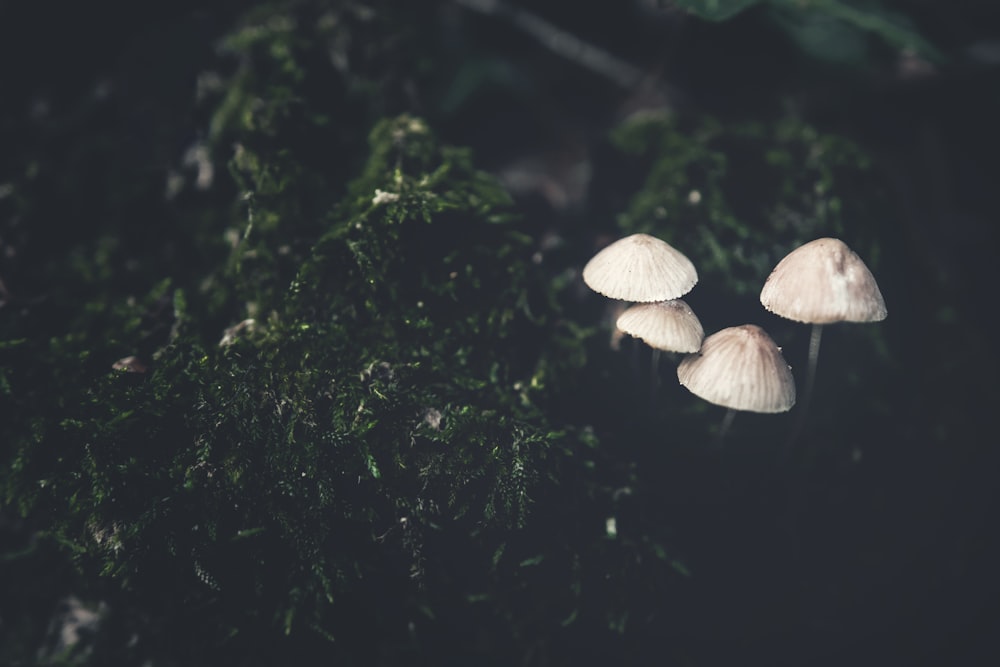 a group of mushrooms growing in a tree