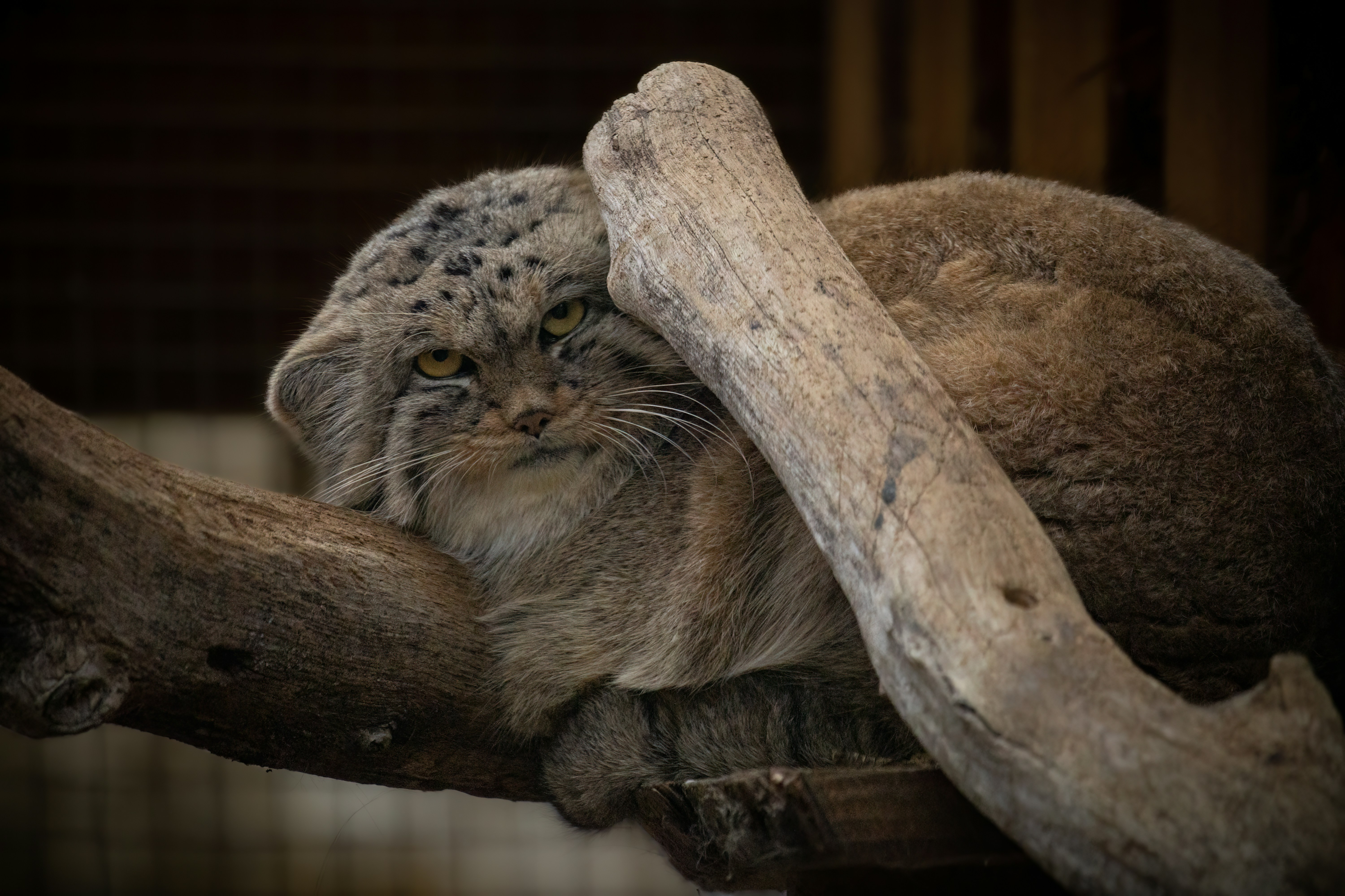 a cat lying on a tree branch