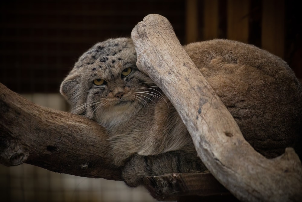 a cat lying on a tree branch