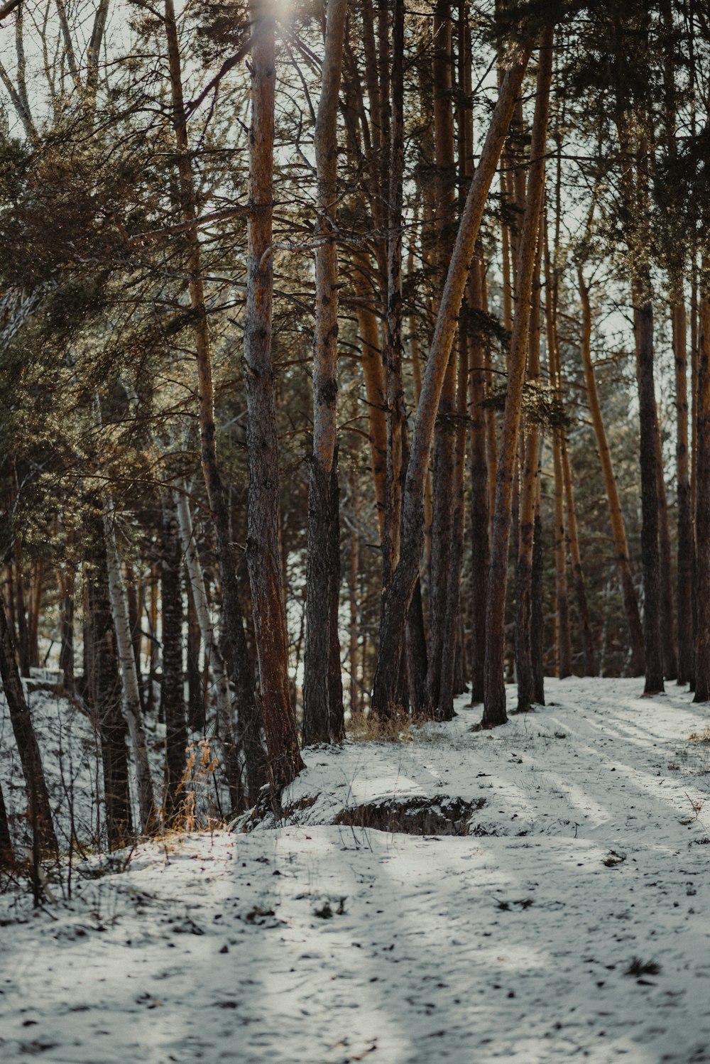 a snowy forest with bare trees