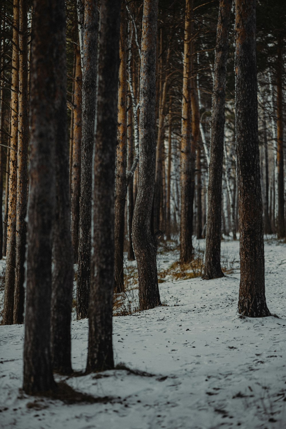 a snowy forest with trees