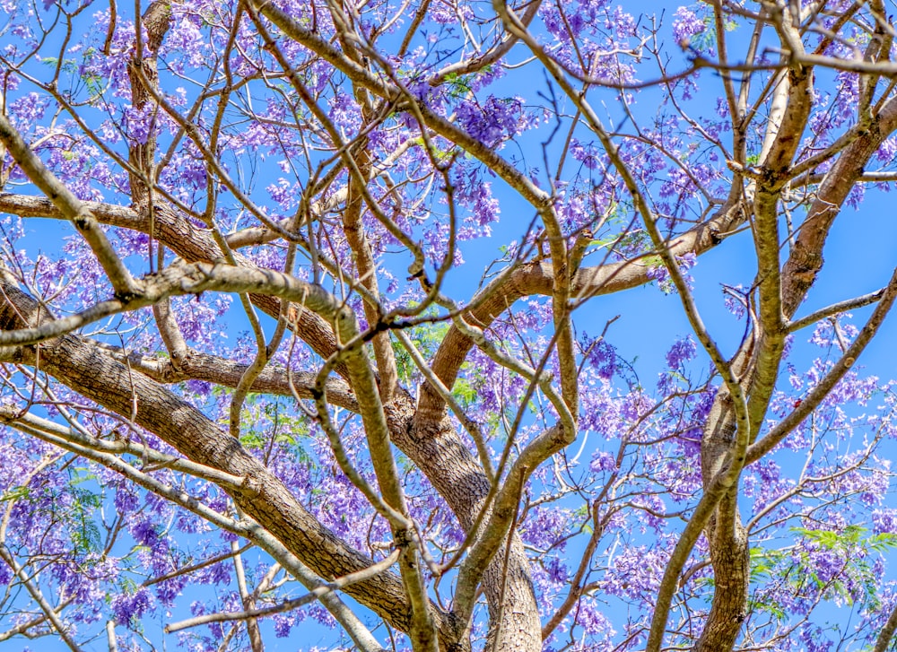 보라색 꽃이있는 나무