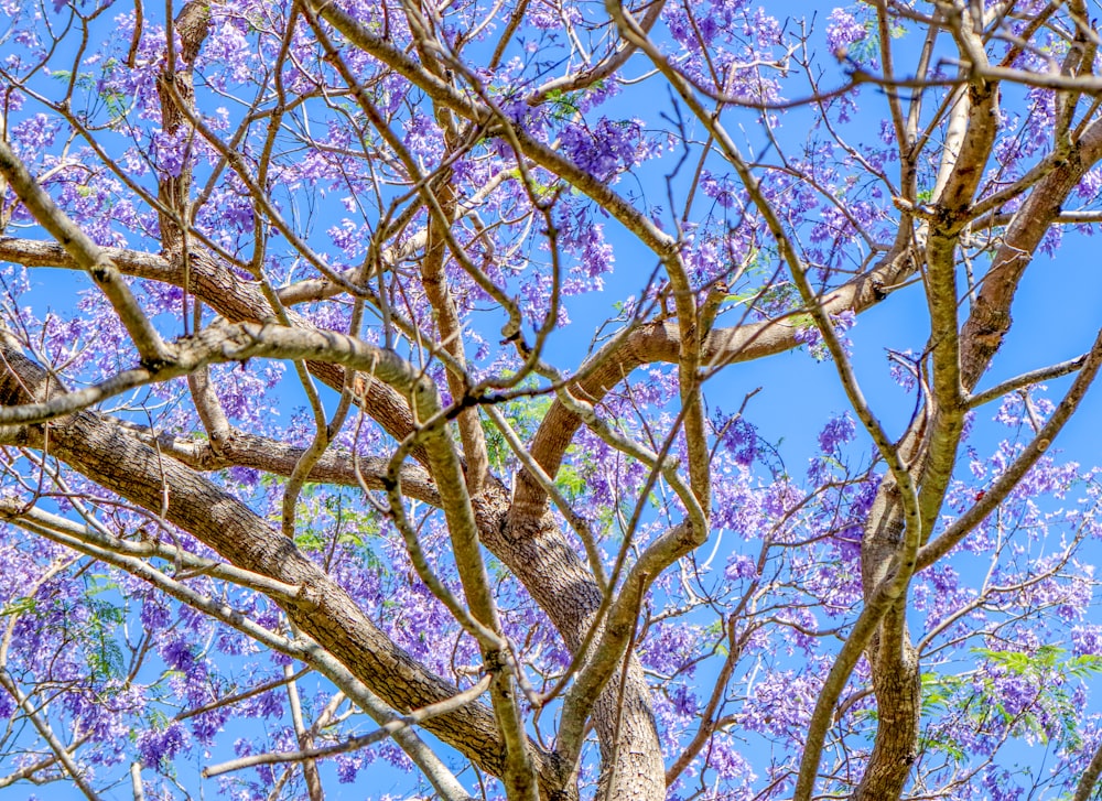 a tree with purple flowers