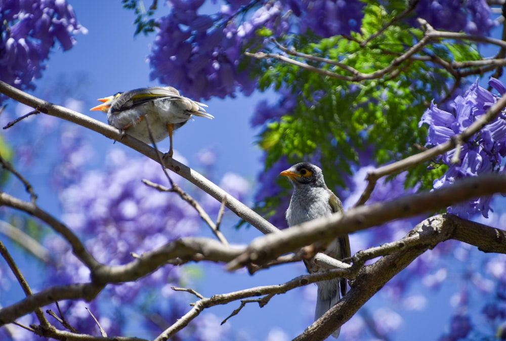 birds on a tree branch