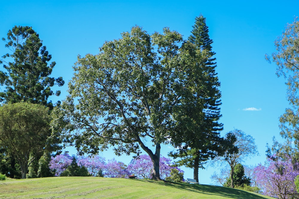 a group of trees on a grassy hill