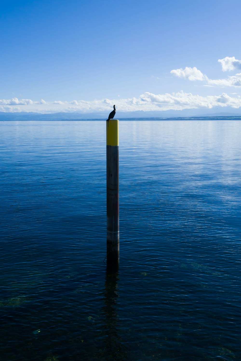 a bird on a post in the water