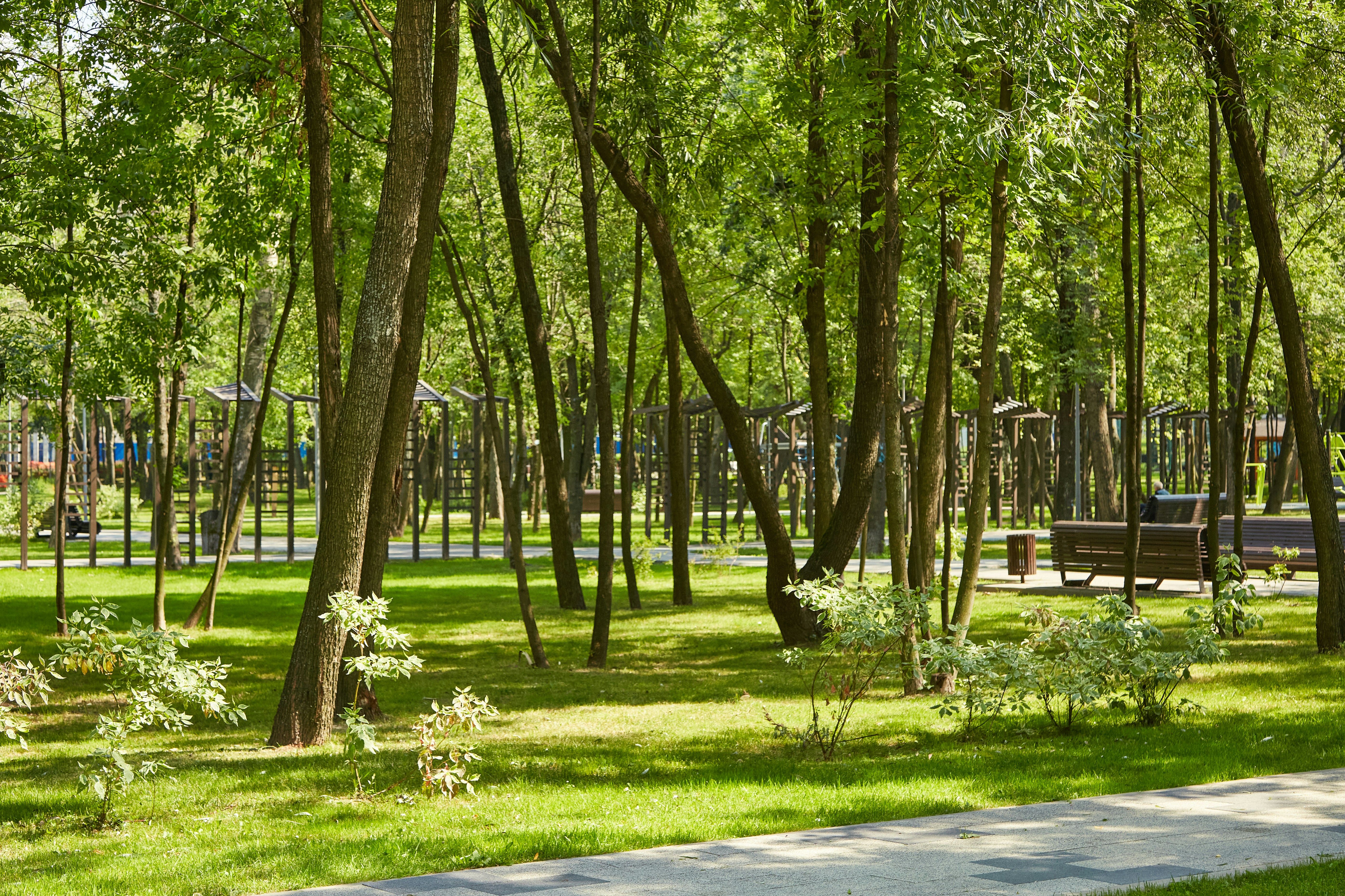 a park with trees