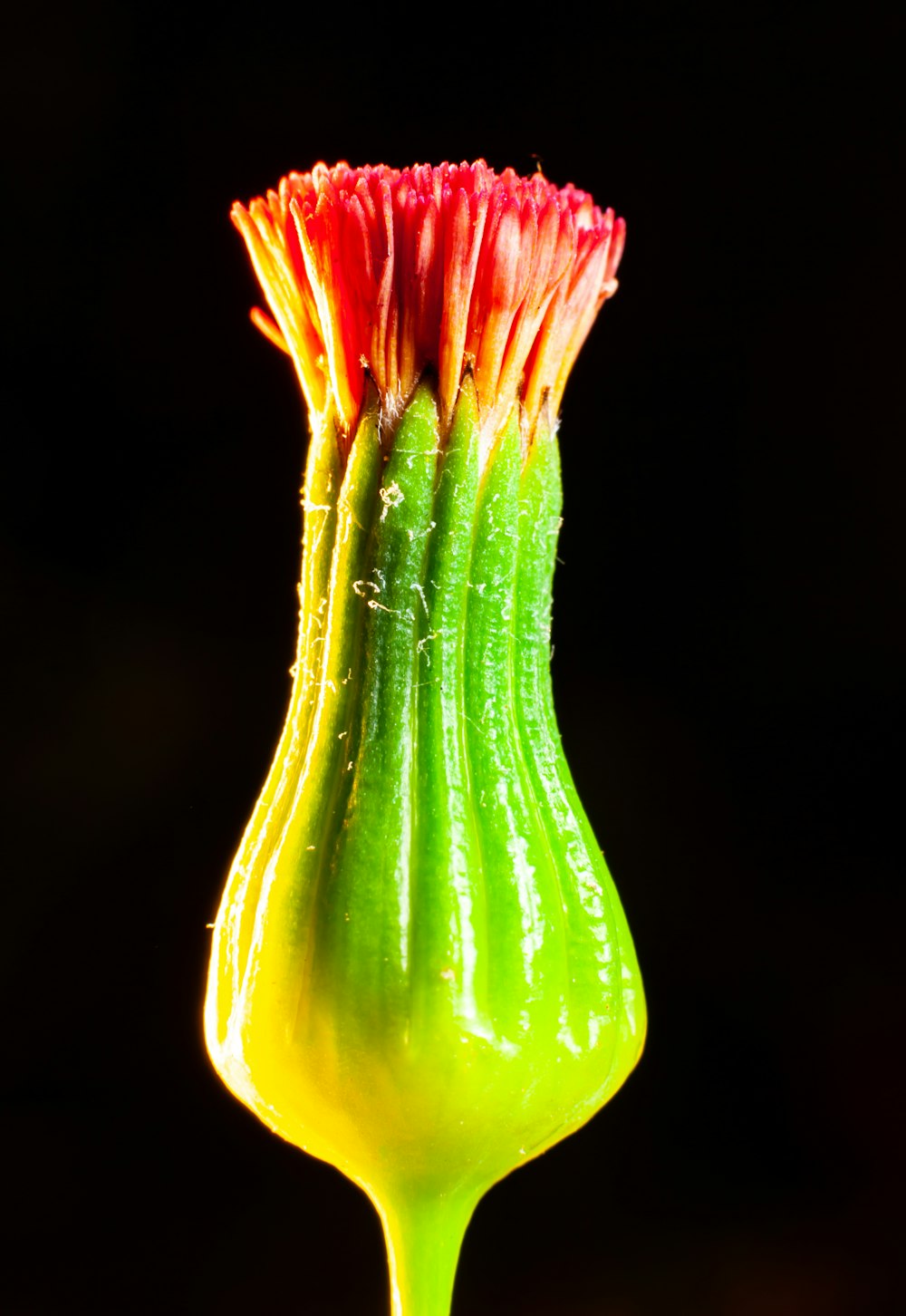 a close-up of a flower