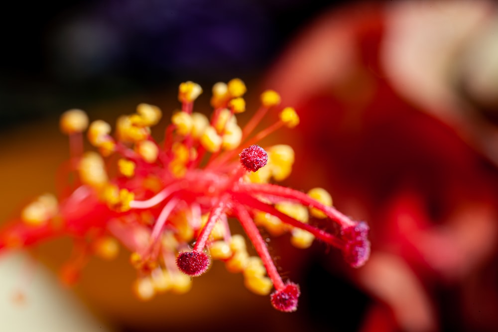 a close up of a flower