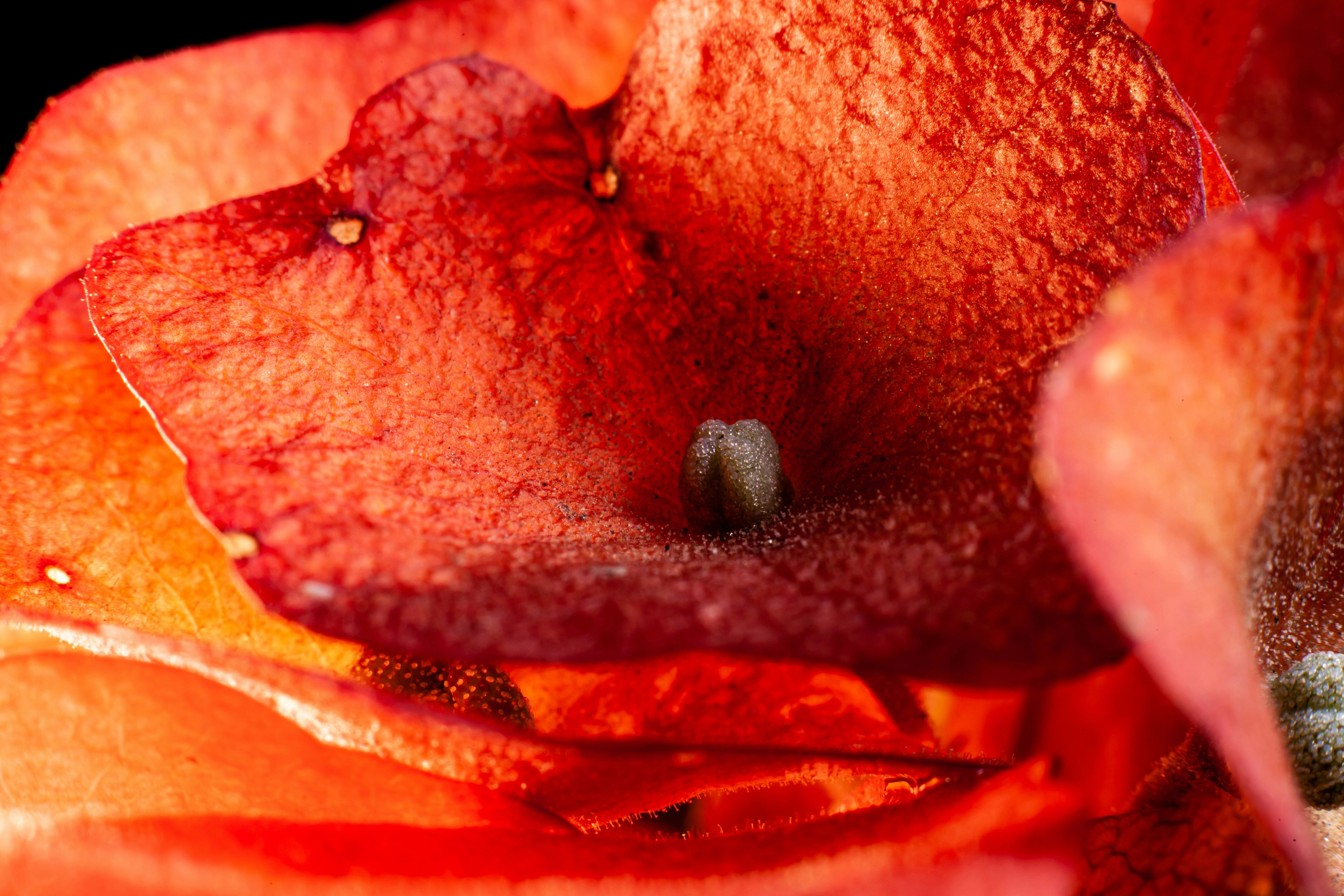 Understanding Early Signs of Vulvar Cancer: What You Need to Know