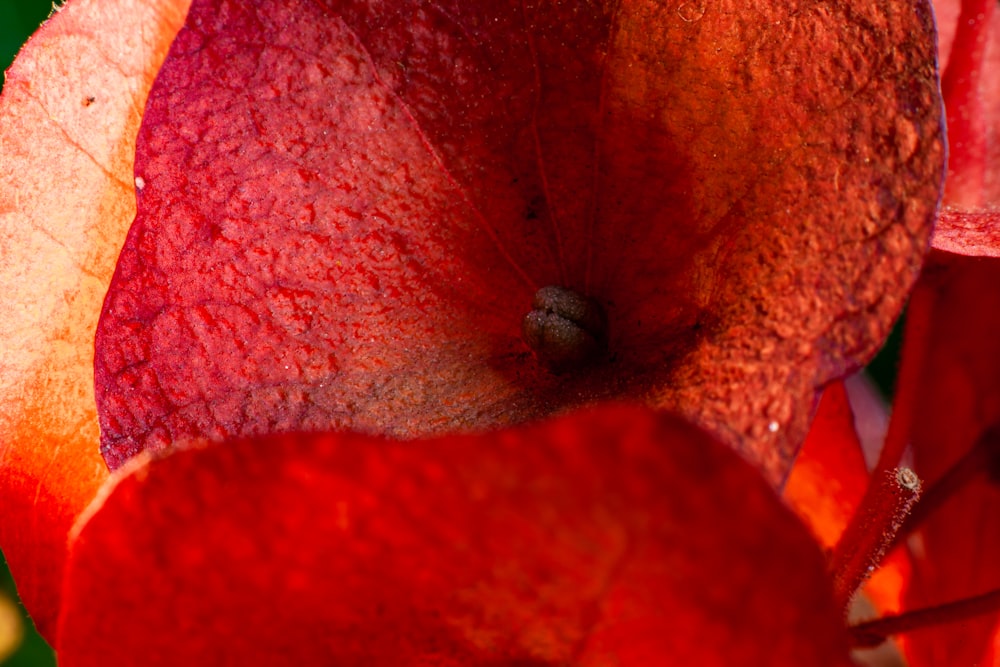 a close up of a red flower