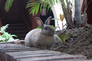a rabbit sitting on a rock